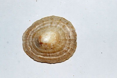 Patella_vulgata_002_XL_k.jpg