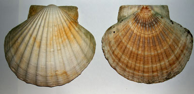 Pecten_maximus_002_XL_k-1.jpg