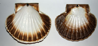 Pecten_maximus_008_XL_k-1.jpg