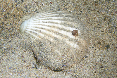 Pecten_maximus_505_XL_K.jpg