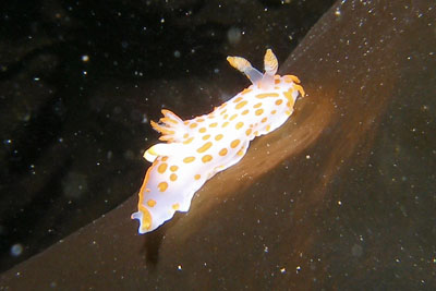 Polycera_quadrilineata_011_XL_k.jpg