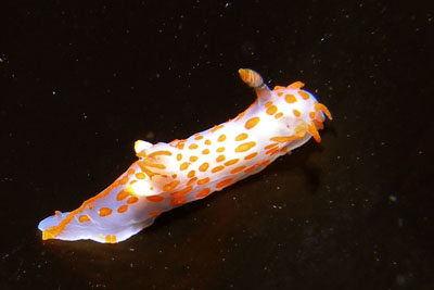 Polycera_quadrilineata_XL_010_k.jpg