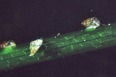 Rissoa_membranacea_901_XL_k