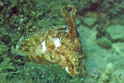 Sepia_officinalis_902A_XL_k