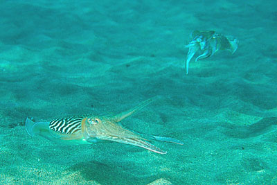 Sepia_officinalis_902_XL_k