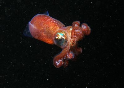 Sepiola_atlanticaSG9_k.jpg