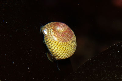 Steromphala_cineraria_001_XL_k