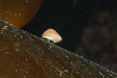 Steromphala_cineraria_002_XL_k