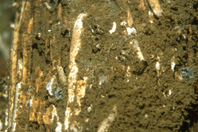 Teredo_navalis_901_XL_k