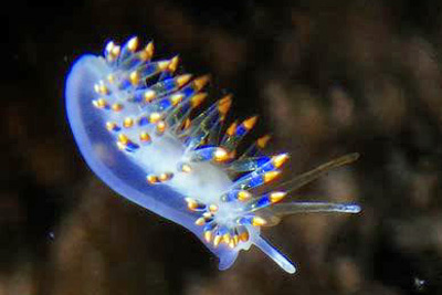 Trinchesia_caerulea(SG)_001_XL_k