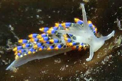 Trinchesia_caerulea(SG)_002_XL_k