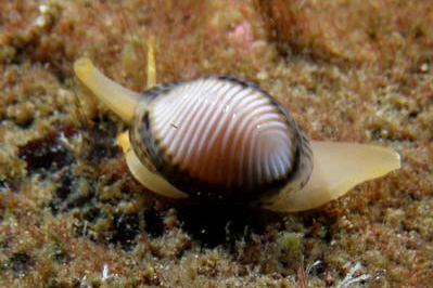 Trivia_arctica(SG)_001_XL_k