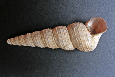 Turritellinella tricarinata