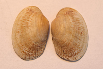 Venerupis_corrugata_005_XL_k-1.jpg