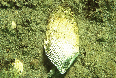 Zirfaea_crispata_001_XL_k.jpg