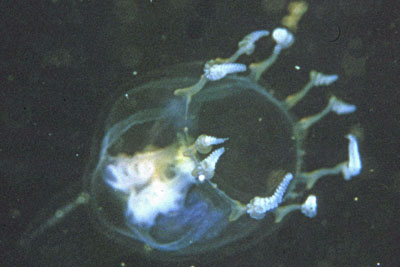 ALeuckartiara_octona002_XL_k