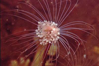 AUngetRöhrenpolyp_XL_k