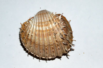 Acanthocardium_aculeata_001_XL_k.jpg