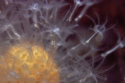Alcyonium_digitatum_003_XL_kk.jpg