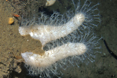 Alcyonium_digitatum_026_XL_k.jpg