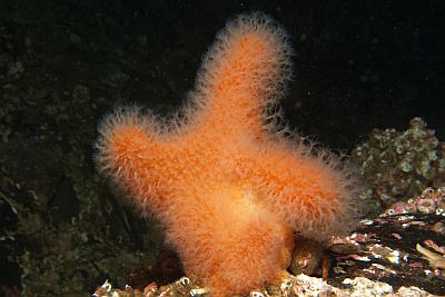 Alcyonium_digitatum_038_XL_k.jpg