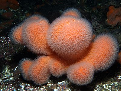 Alcyonium_digitatum_051_XL_k.jpg