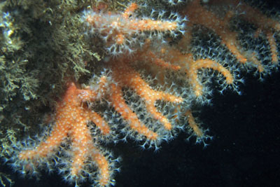 Alcyonium_glomeratum_007_XL_k.jpg