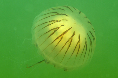Chrysaora_hysoscella_514_XL_k.jpg