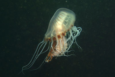 Chrysaora_hysoscella_576_XL_k.jpg