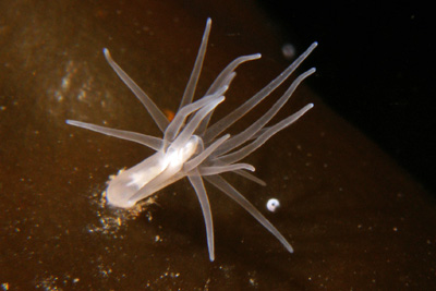Gonactinia_proliferaSG_001_XL_k.jpg