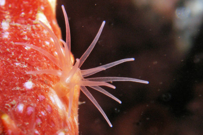 Gonactinia_proliferaSG_003_XL_k.jpg