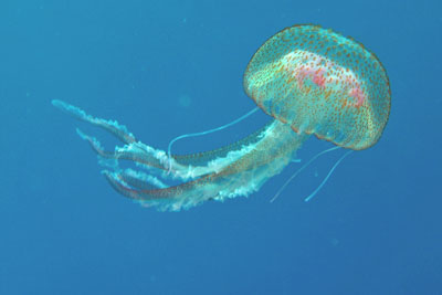 Pelagia_noctiluca_016_XL_k.jpg