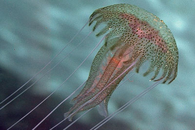 Pelagia_noctiluca_902_XL_k.jpg