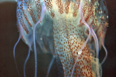 Pelagia_noctiluca_903_XL_k.jpg
