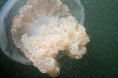 Rhizostoma_pulmo_501_XL_k.jpg