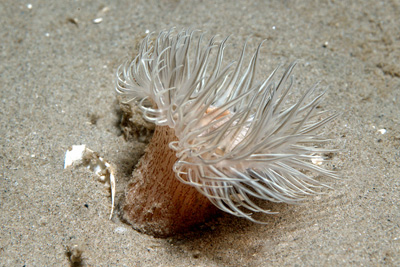 Sagartia_undata_531_XL_k.j