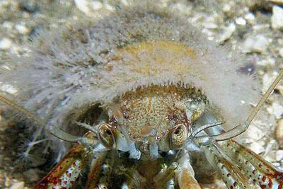 Stachelpolyp(SG)_XL_k