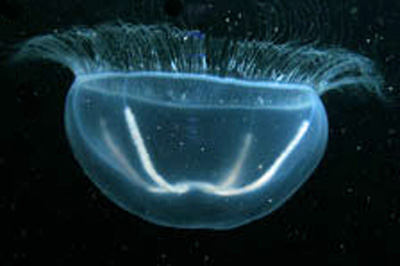 Staurophora_mertensii(SG)_XL_k