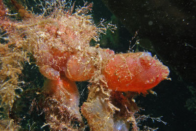 Raue Seescheide - Ascidiella scabra