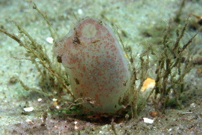 Ascidiella_scabra_527_XL_k.jpg