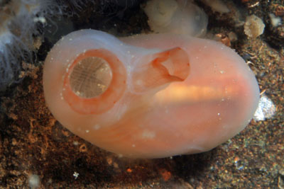 Ciona_intestialis_318_XL_k.jpg