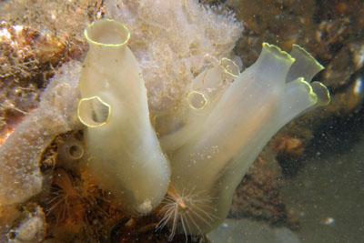 Ciona_intestinalis_517_XL_k.jpg