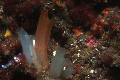 Ciona_intestinalis_561_XL_k.jpg